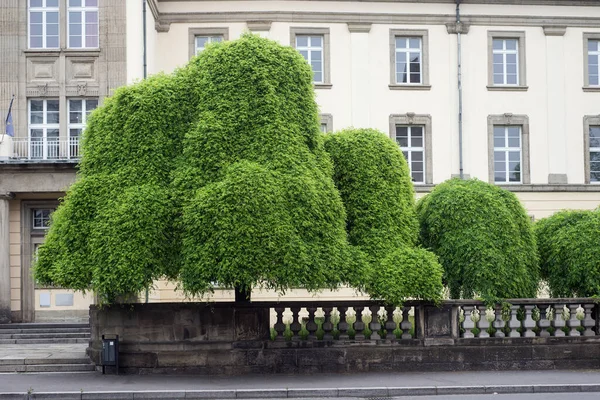 Veduta Bellissimi Alberi Fronte Edifici Storici Mulhouse Francia — Foto Stock