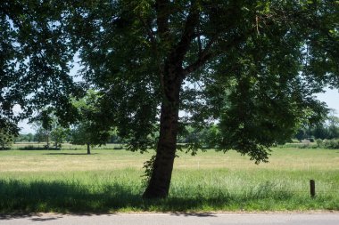 Kırsal alanda ağaç siluetinde görünüm
