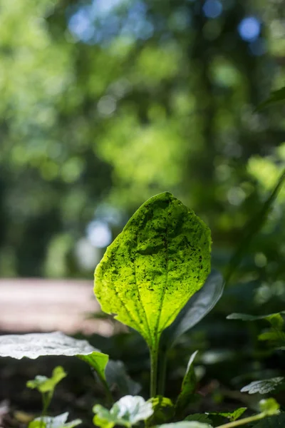 Primer Plano Luz Del Sol Una Planta Silvestre Bosque Suelo — Foto de Stock