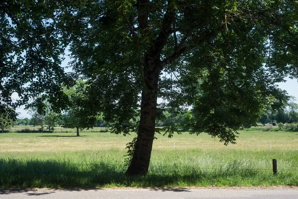 乡郊景观背景下的树木轮廓 — 图库照片