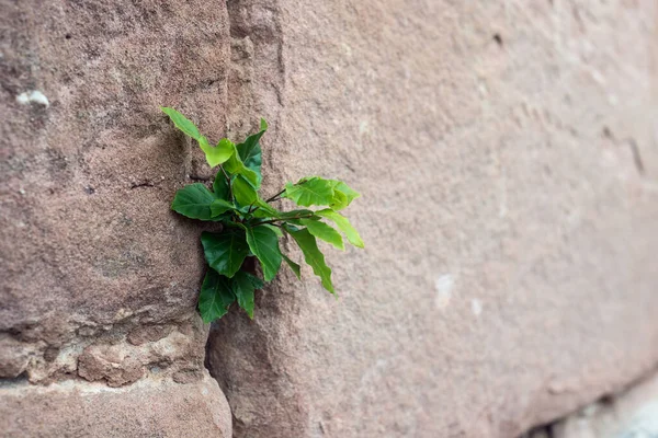 Detailní Záběr Mladé Fagus Sylvatica Rostoucí Středověké Kamenné Zdi — Stock fotografie