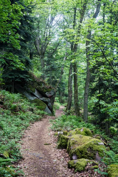 Dağda kayalar olan yosunlu orman manzarası