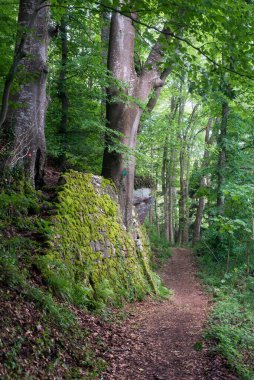 Dağda kayalar olan yosunlu orman manzarası