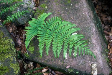 İlkbaharda yosunlu ormanda eğreltiotu yaprağına yakın çekim