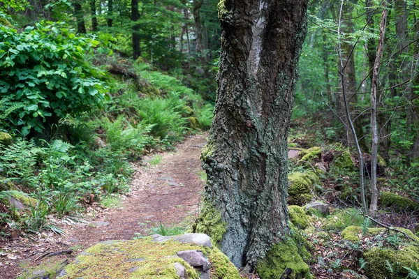 Yosun ormanındaki ağaç gövdesinin manzarası Dağda kayalar