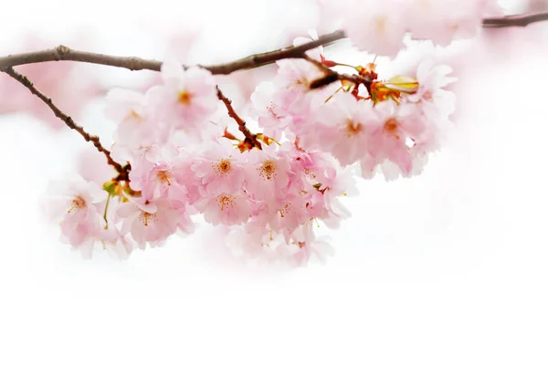 Primavera Flores de cerezo, flores rosadas. — Foto de Stock