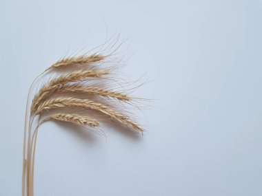 Beyaz arka planda altın çavdar viskisi. Kopyalama alanı olan arkaplan