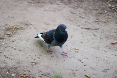 Bir güvercin yiyecek aramak için yerde yürüyor.