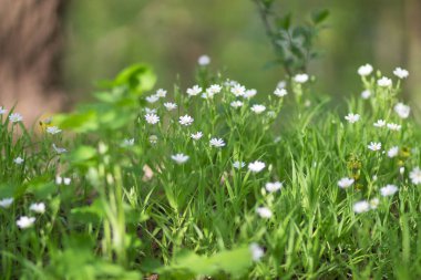 Ormanda sadece taze çiçekler açar.