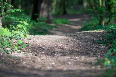 Güneş yoldaki ağaçların arasından doğuyor.