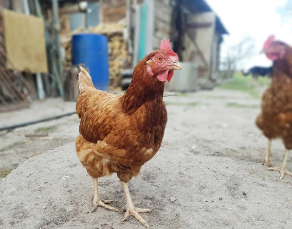 Curieux Jeune Poule Marchant Dans Campagne — Photo