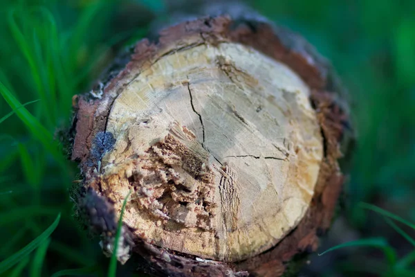 Árbol Caído Con Vista Tronco — Foto de Stock