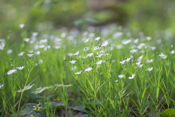 Csak Friss Virágok Nyílnak Erdőben — Stock Fotó