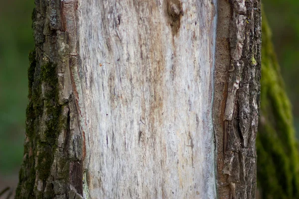 Cięcie Kory Odsłania Pień Drzewa — Zdjęcie stockowe