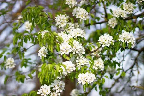 Flores Florescem Nas Árvores Parque — Fotografia de Stock