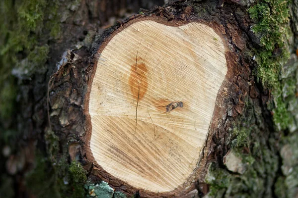 Árbol Recién Cortado Bosque —  Fotos de Stock