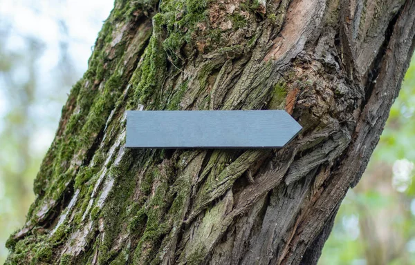 Freccia Albero Nella Foresta Sfondo Con Copyspace — Foto Stock