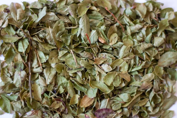 Getrocknete Blaubeerblätter Zur Zubereitung Von Tee Auf Weißem Hintergrund — Stockfoto