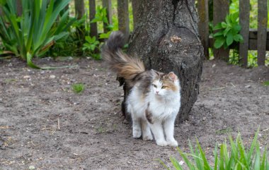 Güzel beyaz bir kedi bahçedeki olayları izliyor. Kedi doğada dinleniyor.