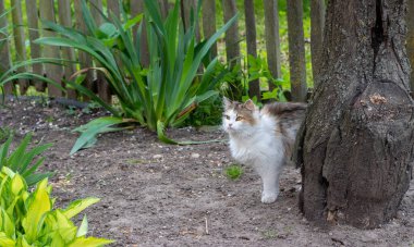 Güzel beyaz bir kedi bahçedeki olayları izliyor. Kedi doğada dinleniyor.