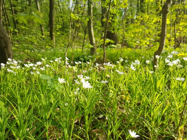 Våren Vilda Blommor Stellaria Palustris Skogen Soligt Väder Stellaria Palustris — Stockfoto