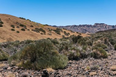 Tenerife Ulusal Parkı Kanarya Adaları Kanaryaları