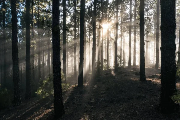 Rayos Del Sol Niebla Forestal Parque Nacional Del Teide Isla — Foto de Stock