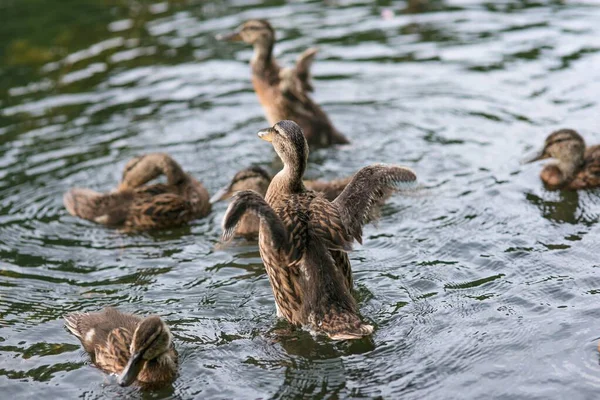 Duck family have fun in water