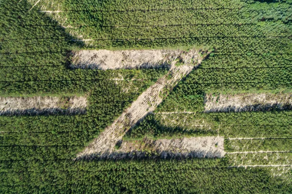Sinal Norte Feito Árvores Aéreo Drone Foto — Fotografia de Stock