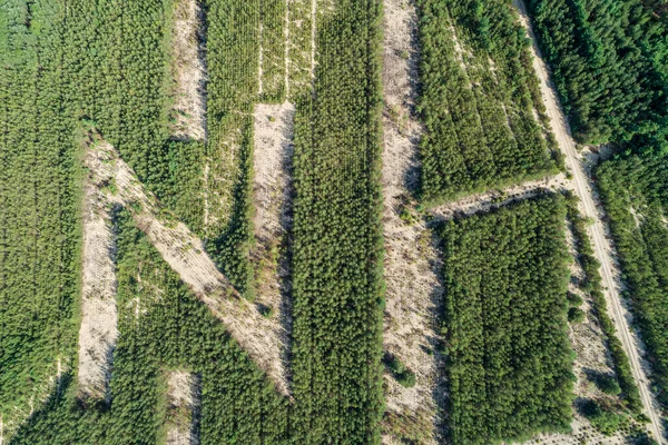 Nordschild Aus Bäumen Luftdrohnenfoto — Stockfoto