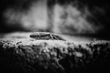 Kertenkele, kayanın üstünde kaygan