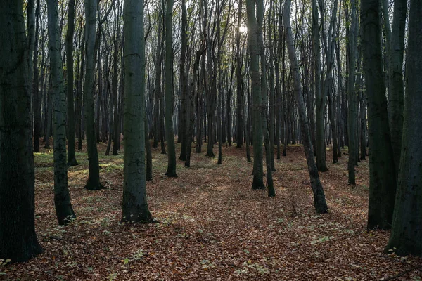 Beskid Pilsko Polscepolskie Góry Wzgórza Zdjęcie Drona Lotniczego — Zdjęcie stockowe