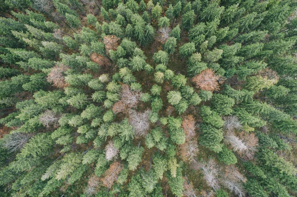 Beskid Pilsko Polscepolskie Góry Wzgórza Zdjęcie Drona Lotniczego — Zdjęcie stockowe