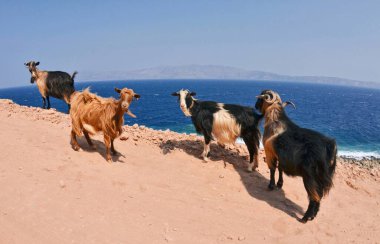 Yunanistan 'ın Girit adasındaki Balos gölünde Kri Kri keçisi