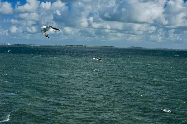 Gaviota Mar Del Norte Texel Island Países Bajos —  Fotos de Stock