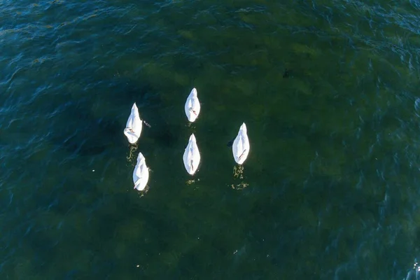 Couple White Swans Lake Aerial Drone Photo — Stock Photo, Image
