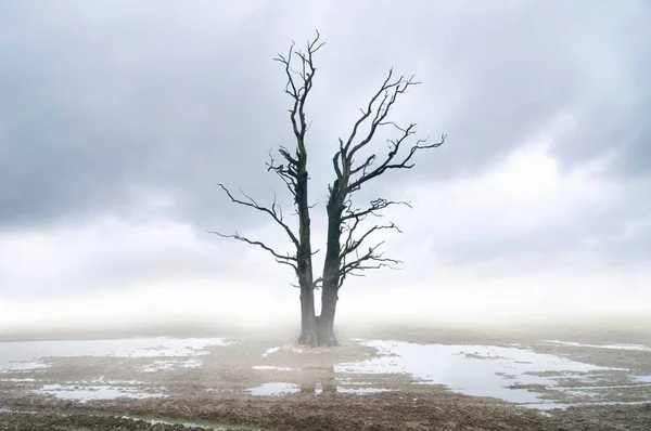 Vieil Arbre Isolé Dans Champ Village — Photo