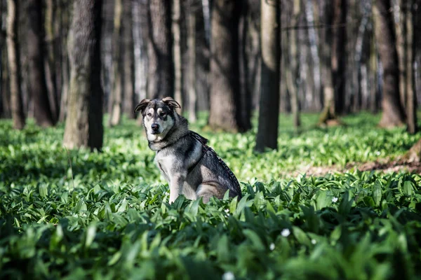 Checoslovaco Wolfdog Situado Grama Verde — Fotografia de Stock