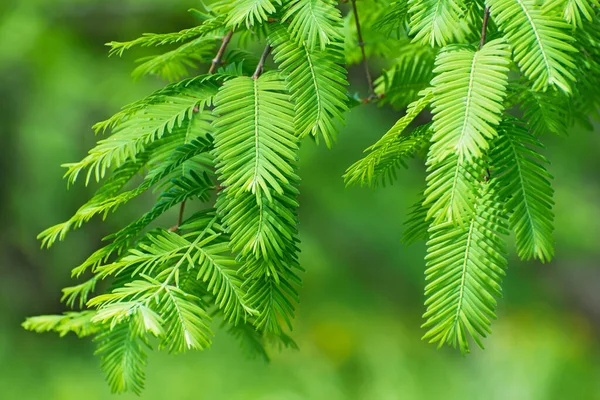 Metasequoia Yapraklarının Taze Yeşil Dalı Bahar Yaz Arkaplanı Olarak Kullanarak — Stok fotoğraf