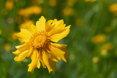Bulanık yeşil arka planda yalnız, taze, parlak, sarı bir çiçek. Bahar ya da sammer zamanı
