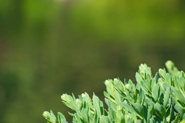 Bulanık yeşillik çiçek arkaplanındaki şekillenmiş taze yaprakların yakın görüntüsü.