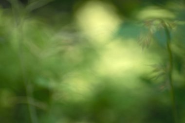 Bulanık, bulanık yeşil çiçek arkaplanı ve biraz bokeh. Yumuşak odaklanma. Arka planı doğal olarak kullanarak, duvar kağıdı