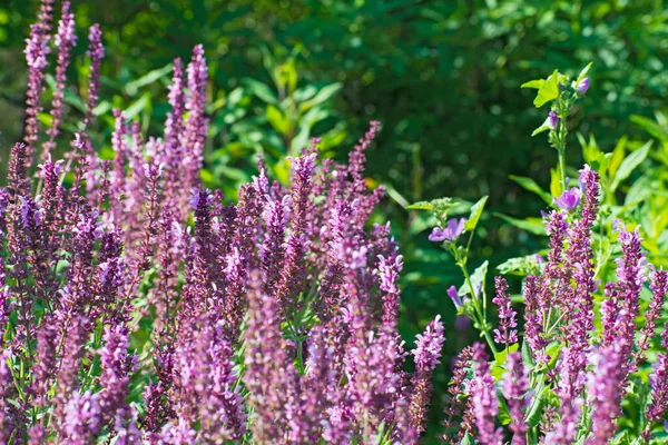Bulanık yeşil arka planda mor kır çiçekleri