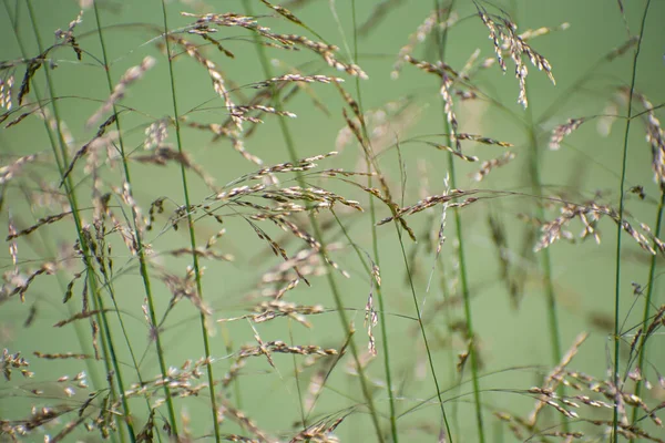 Beaux Épillets Décoratifs Gros Plan Sur Fond Vert Clair Flou — Photo