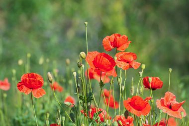 Güneşli bir günde yeşil çiçekli bulanık arka planda parlak kırmızı gelincikler ve tomurcuklar. Bahar ya da yaz zamanı