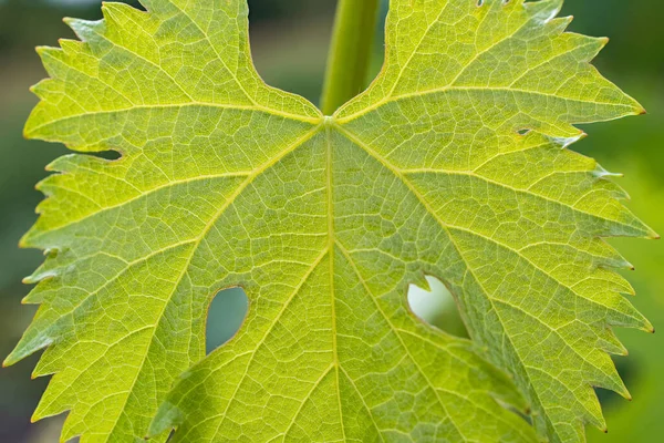 Super Makro Ansicht Der Traube Fhesh Grünes Blatt Auf Verschwommenem — Stockfoto