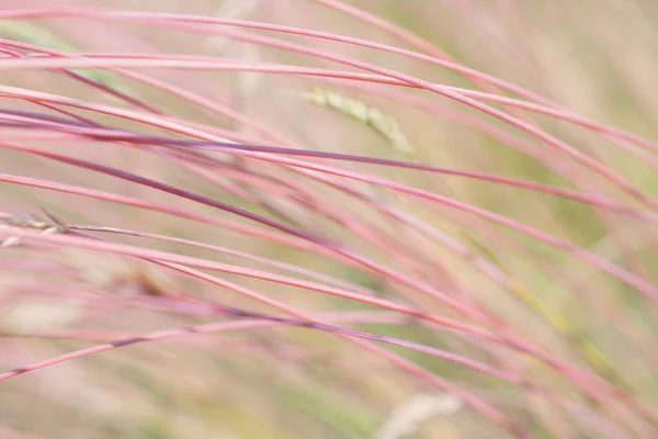 Super Macro View Van Roze Lila Stengels Wazig Veelkleurige Bloemige — Stockfoto