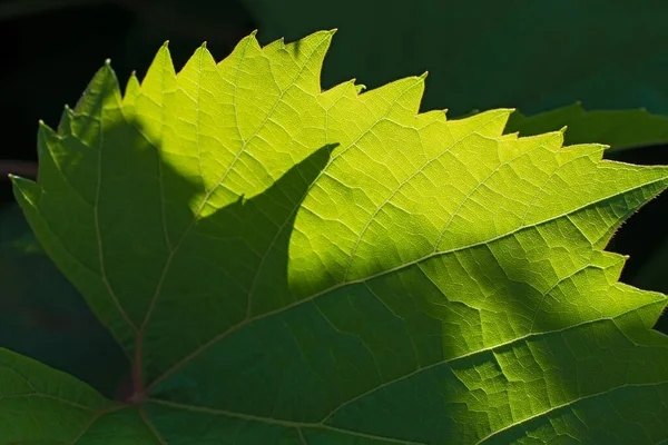 Vereinzelte Gezackte Grüne Blatt Nahaufnahme Auf Dunkelgrünem Blumenhintergrund Verwendung Als — Stockfoto