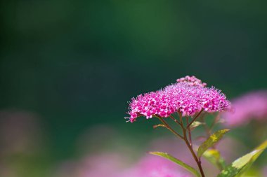 Bulanık yeşil çiçekli güzel pembe çayır çiçeği fotokopi alanı ile
