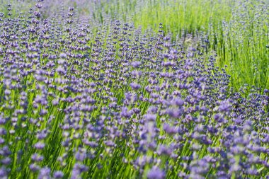 Bulanık çiçek arka planında çiçek açan lavanta çiçekleri. Bulanık arkaplan